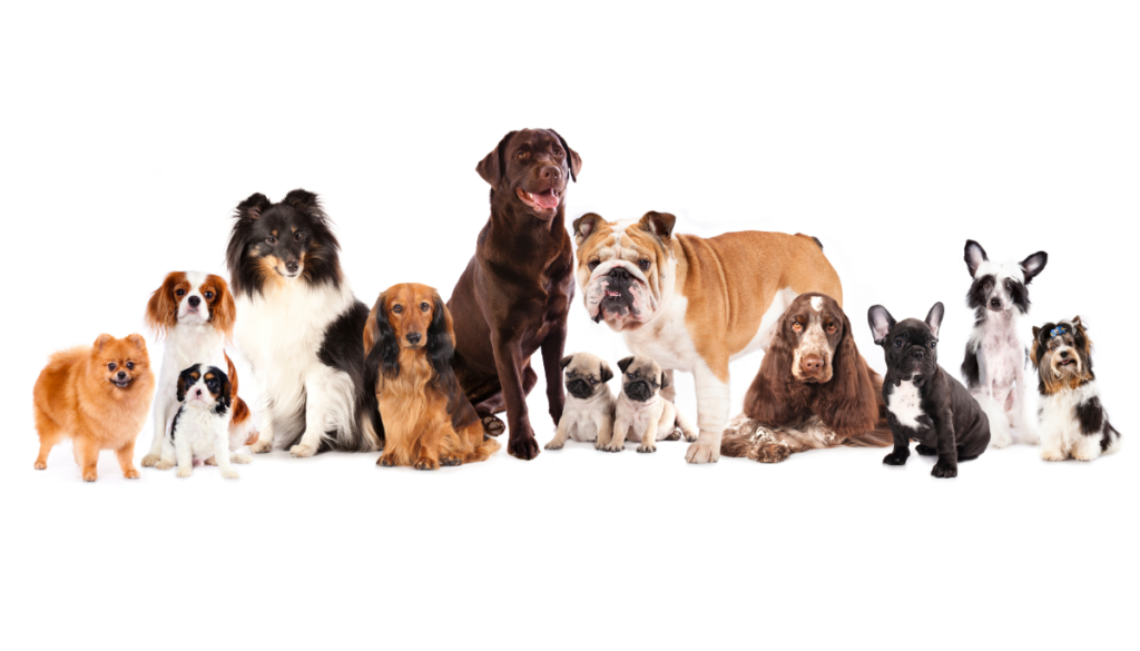 Dog Breeds