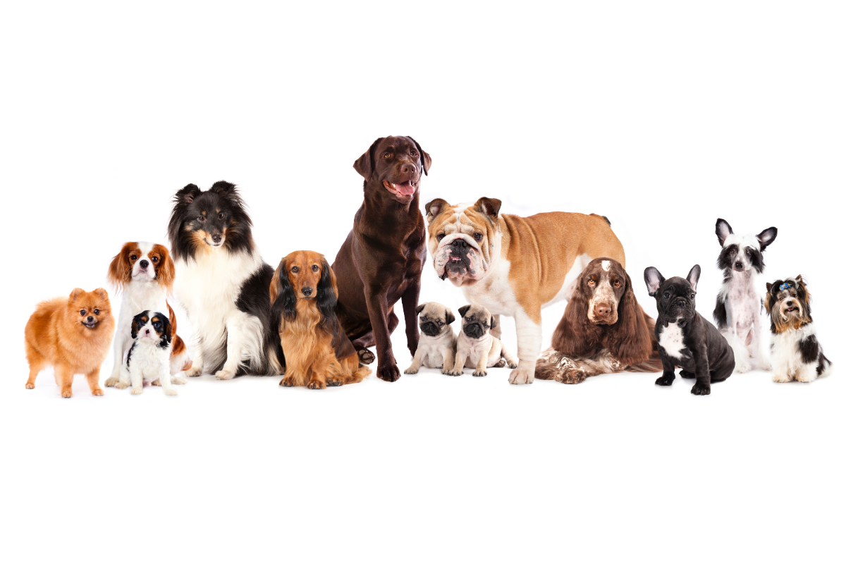 Dog Breeds