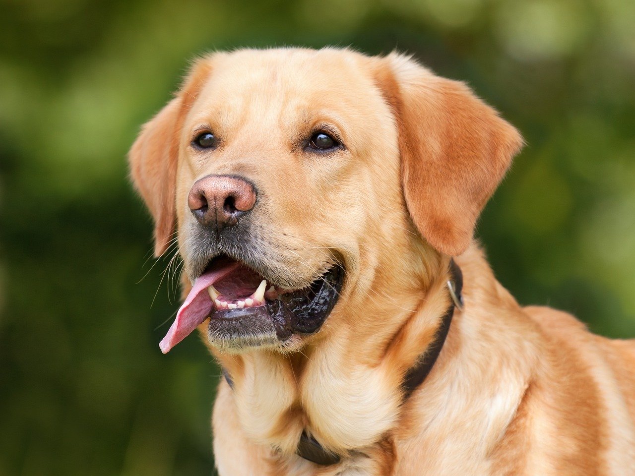 labrador-retriever-1210559_1280 labrador-retriever-1210559_1280