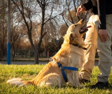 How to train a golden retriever