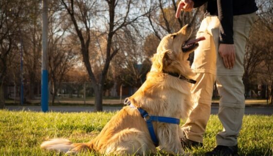 How to train a golden retriever