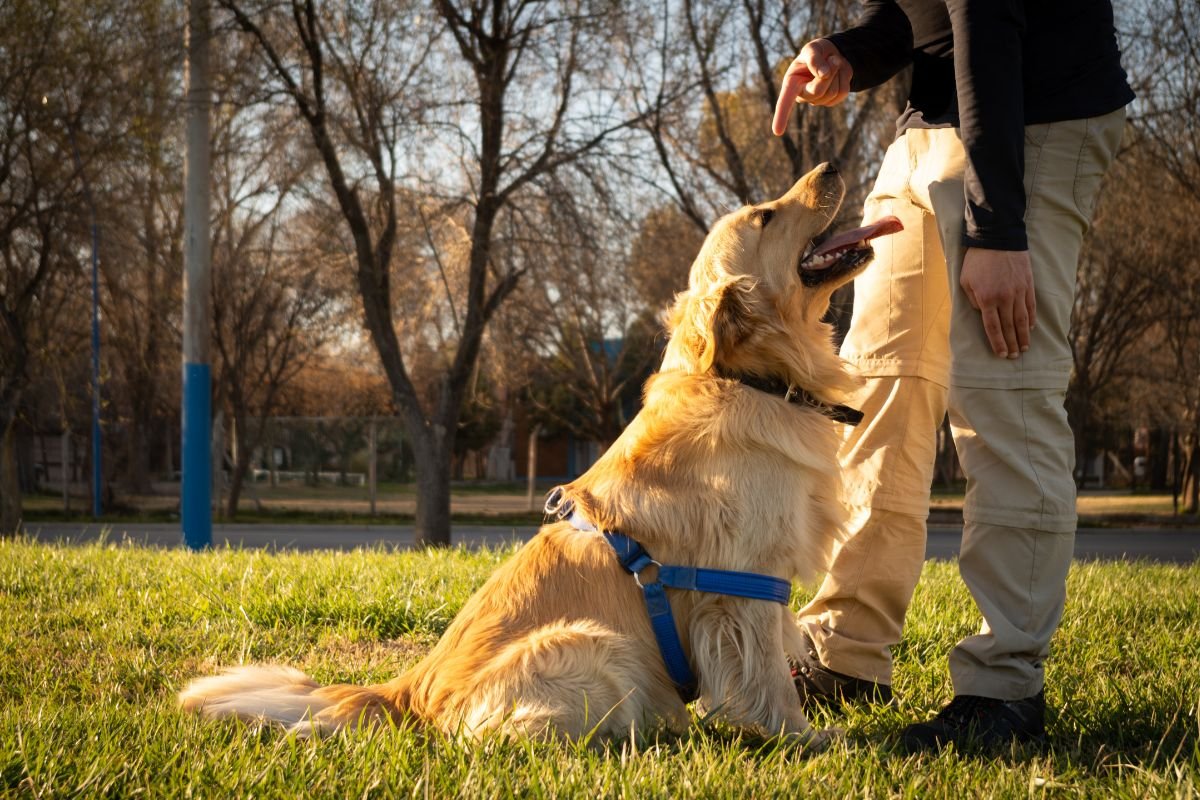Golden Retriever Training How to train a golden retriever