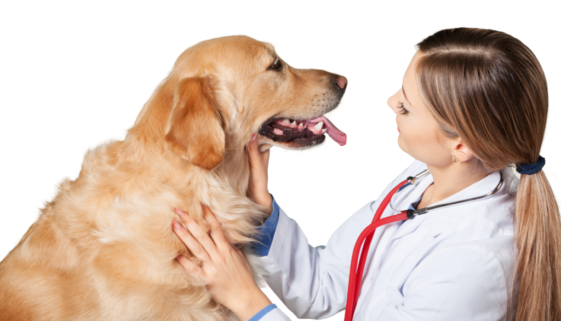Golden Retriever and Vet
