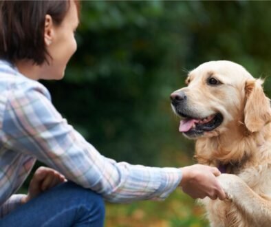 The Perfect Time to Start Training Your Golden Retriever
