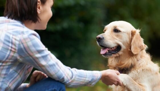 The Perfect Time to Start Training Your Golden Retriever