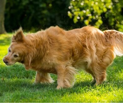 Guide to Managing Golden Retriever Shedding