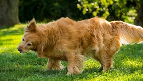 Guide to Managing Golden Retriever Shedding