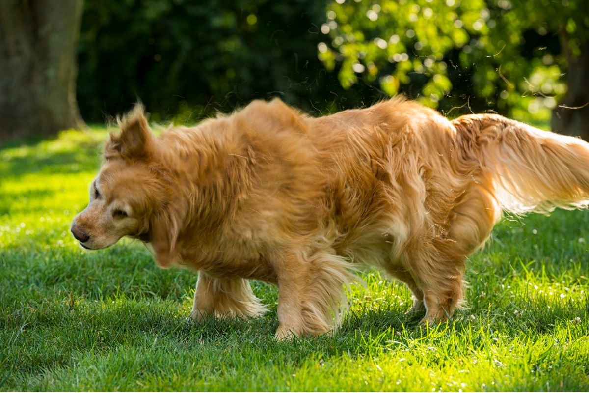 Guide to Managing Golden Retriever Shedding
