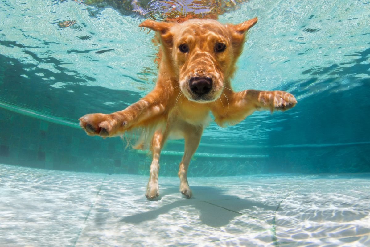 Golden Retrievers: Born to Swim Golden Retrievers: Born to Swim