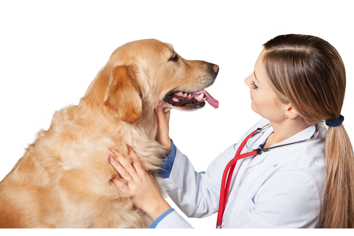 Golden Retriever and Vet Golden Retriever and Vet