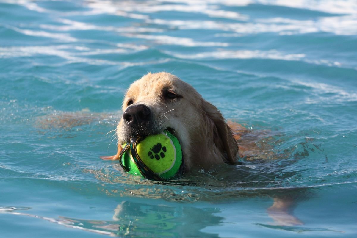 Golden Retriever Swimming Golden Retriever Swimming