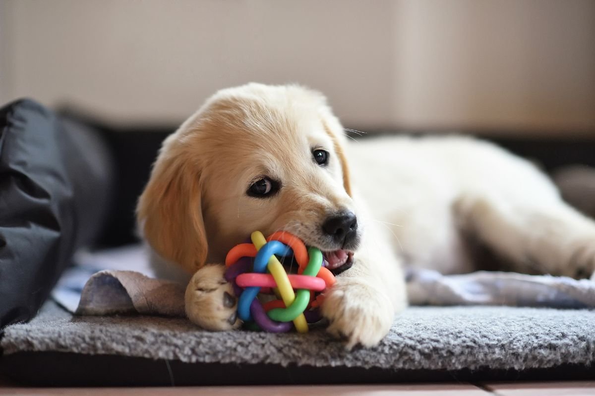 Golden retriever puppy playing