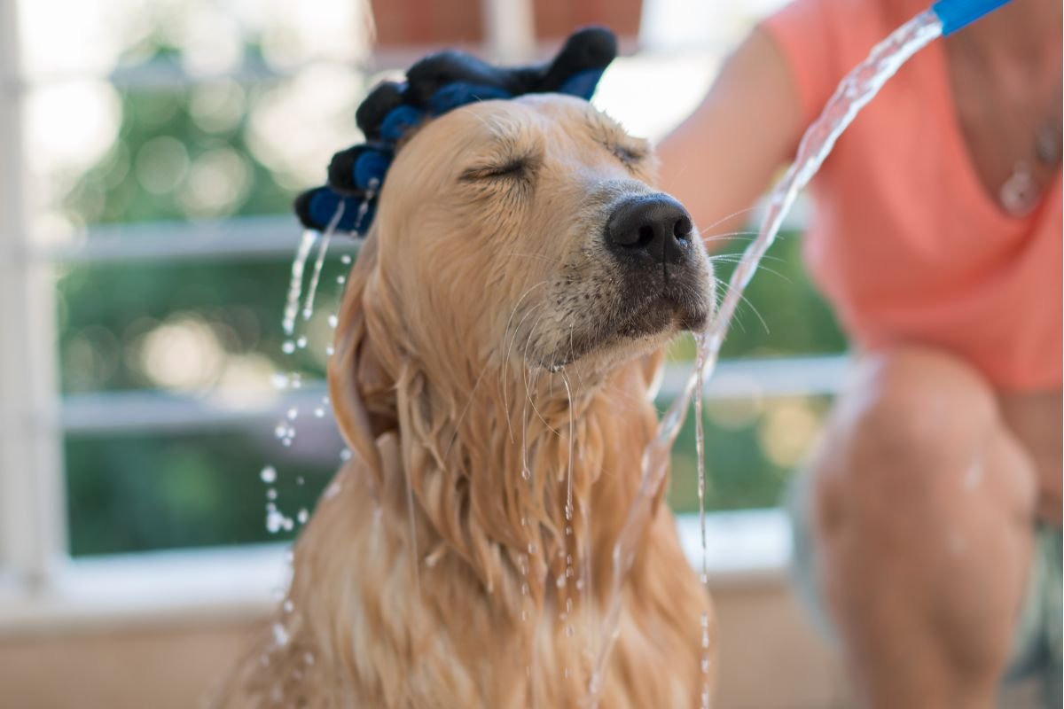 Golden Retriever Bathing Golden Retriever Bathing
