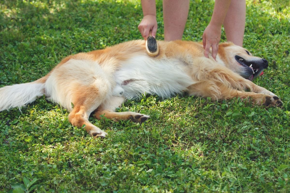 Golden Retriever Hair Brushing Golden Retriever Hair Brushing