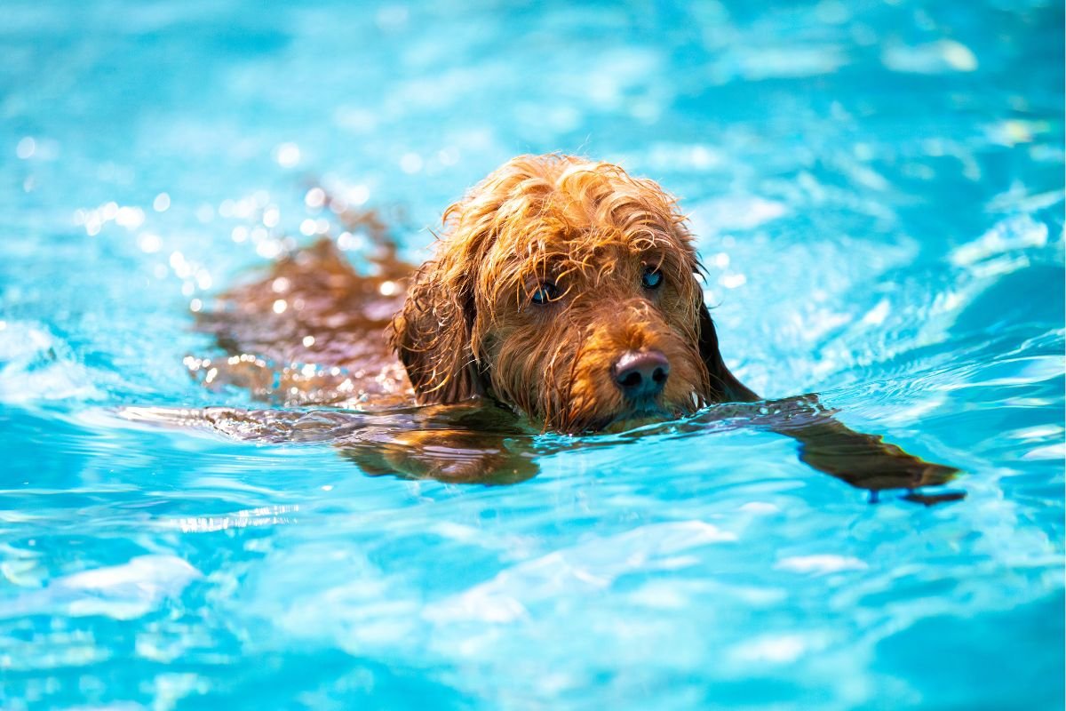 Goldendoodles Swimming Goldendoodles Swimming