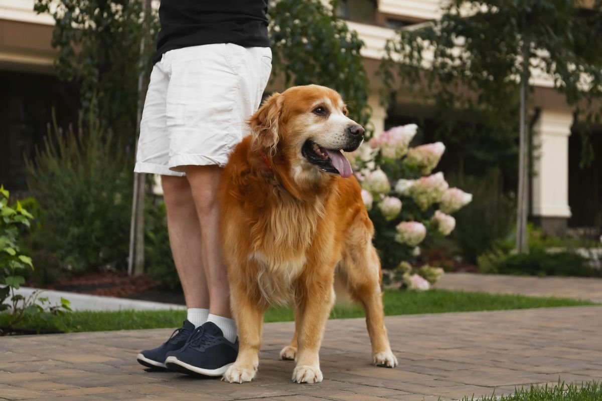 Golden retriever walking alongside owner Golden retriever walking alongside owner