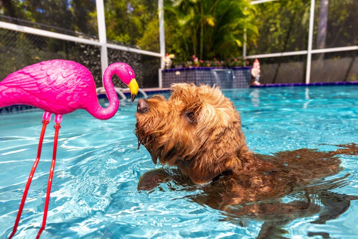 Goldendoodles: The Hybrid Contender Goldendoodles: The Hybrid Contender