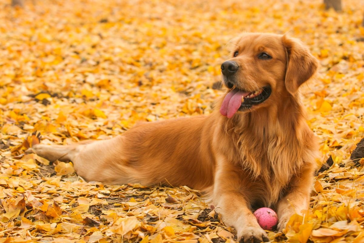 Golden Retriever Coat Golden Retriever Coat