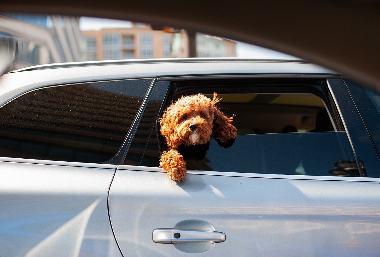 Dog in a car Dog in a car