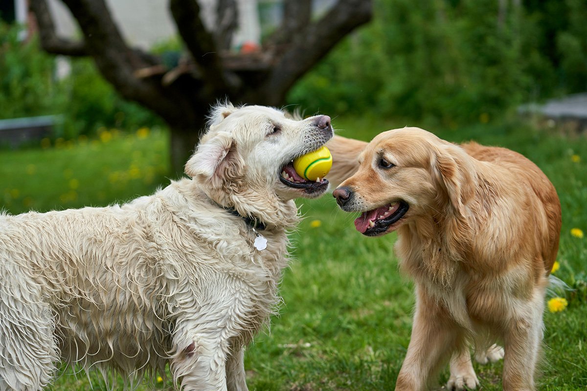 Golden Retriever Breed
