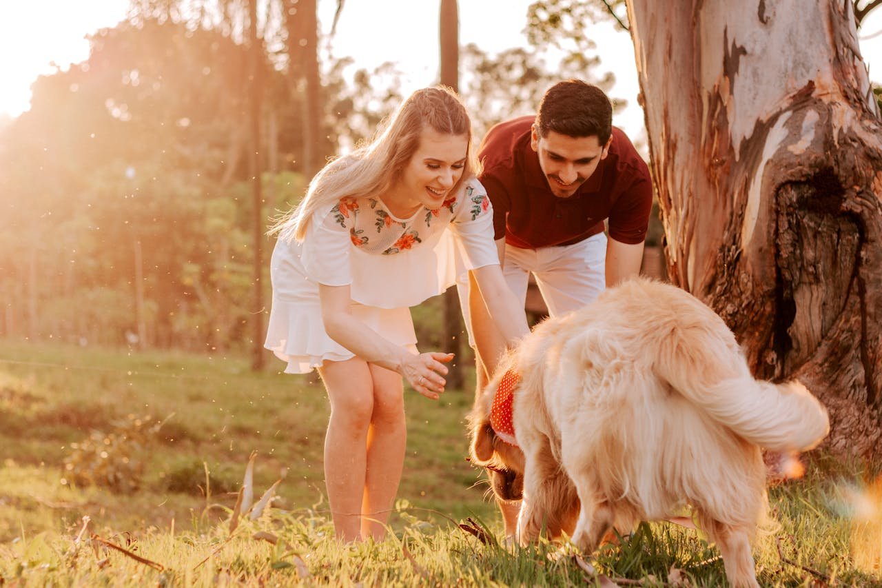 Golden Retriever Friendly Nature Golden Retriever Friendly Nature