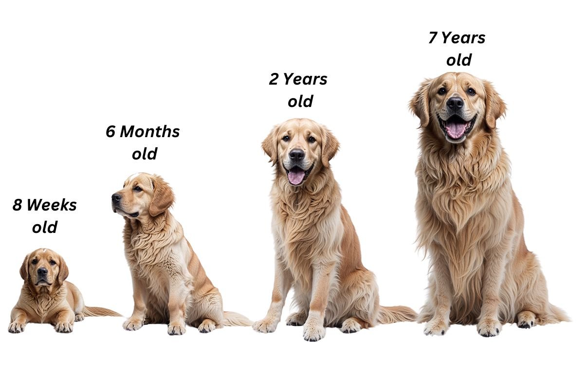 Golden Retriever Growth and Development