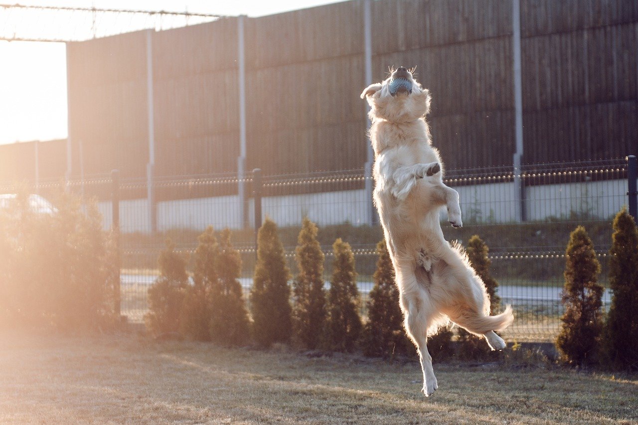 Golden Retriever High Energy and Love for Play Golden Retriever High Energy and Love for Play
