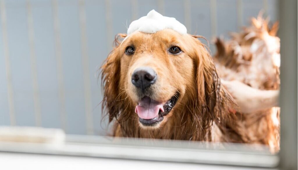 Golden retriever grooming
