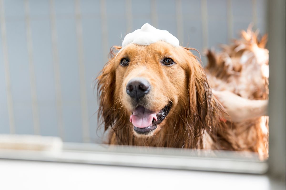 Golden retriever grooming Golden retriever grooming