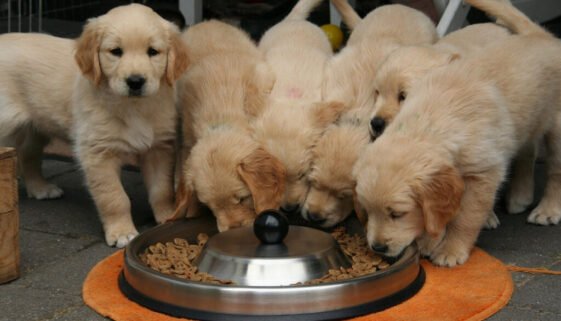 Golden retriever puppies