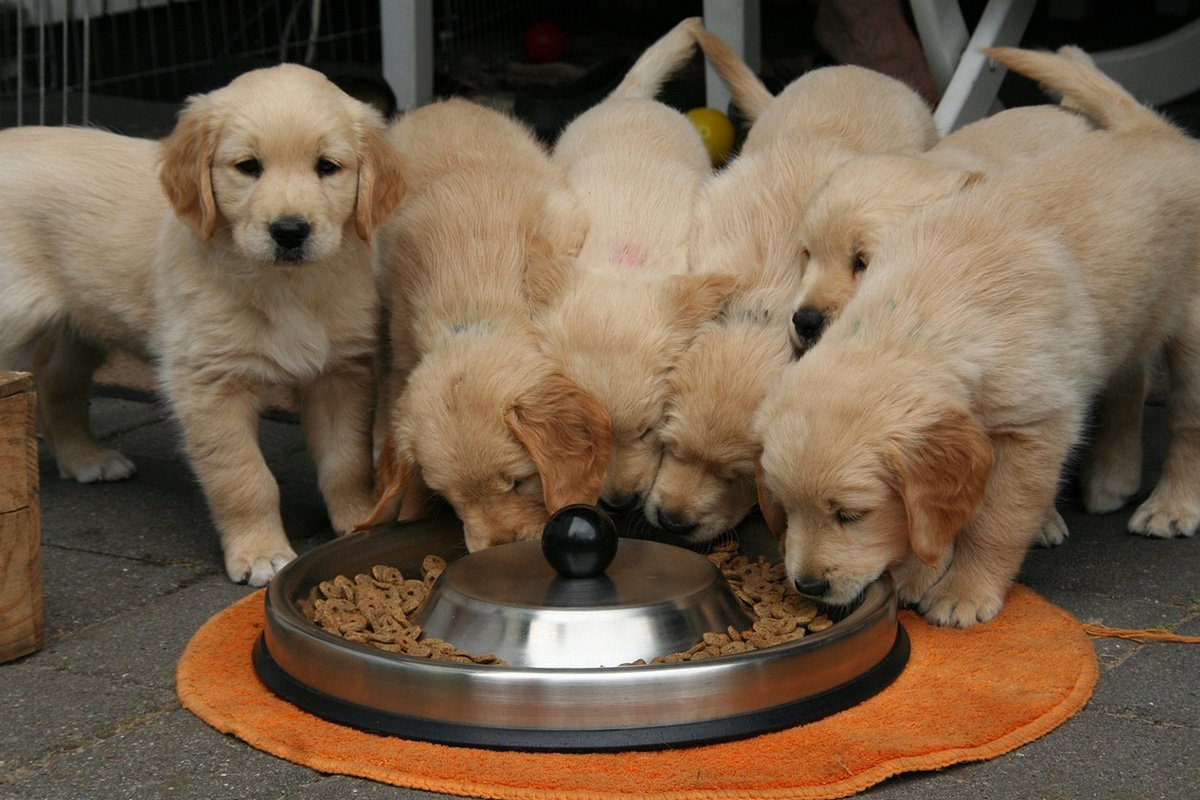 Golden retriever puppies Golden retriever puppies