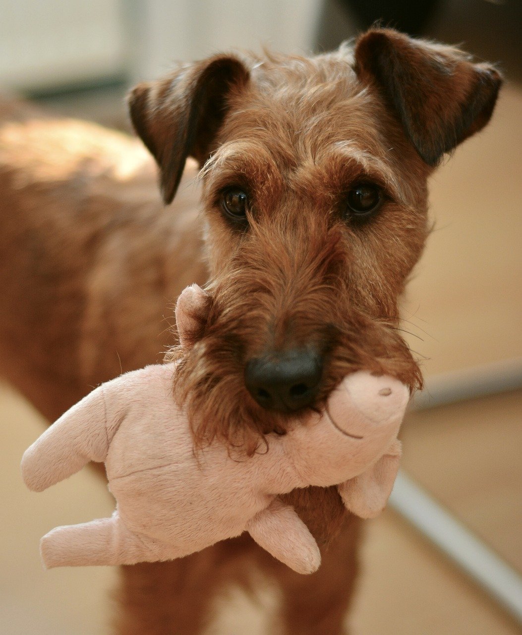 dog with toy Dog with toy