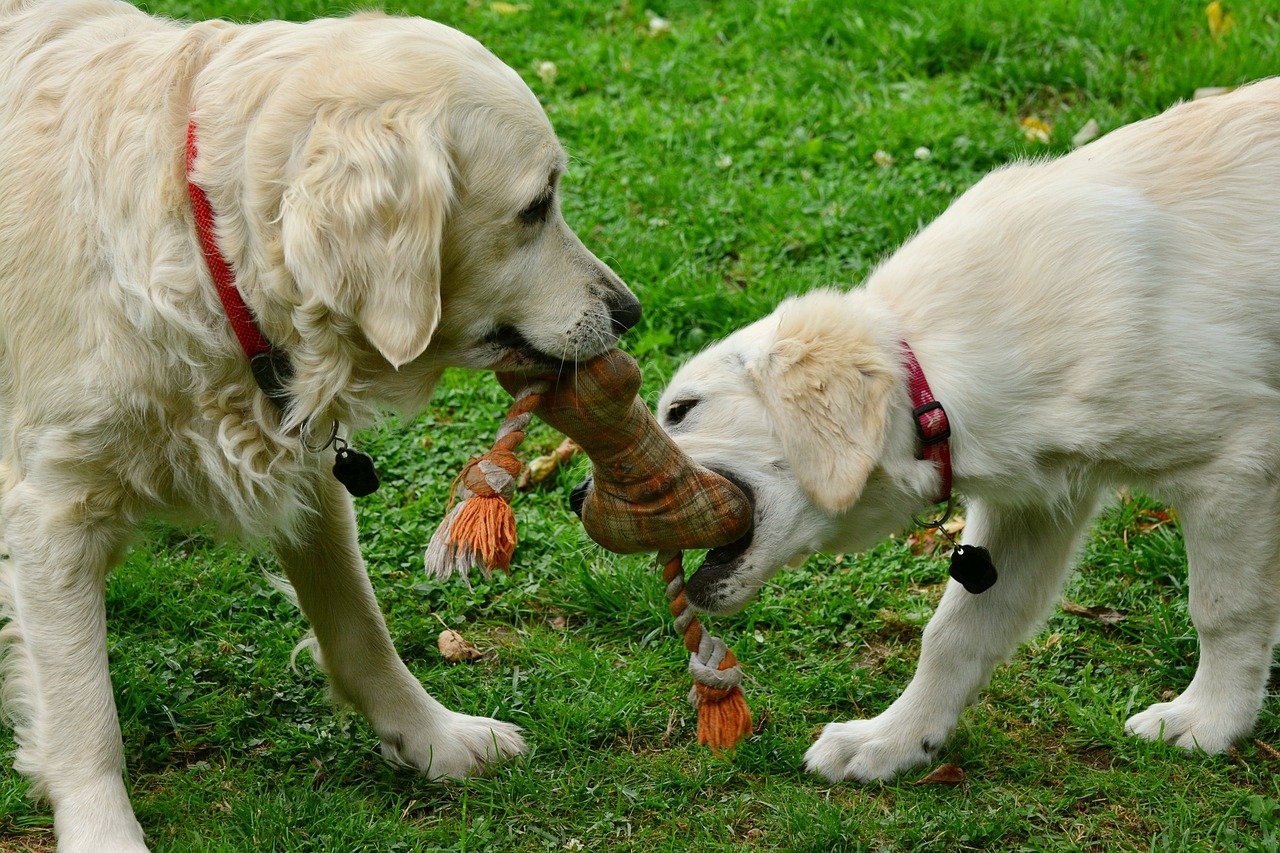 Golden Retriever Social Playdates With Other Dogs Golden Retriever Social Playdates With Other Dogs