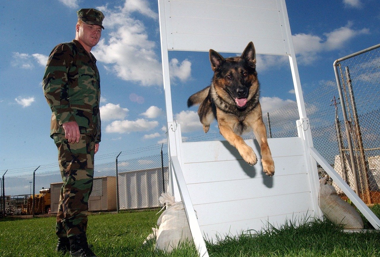German Shepherd focused, protective, and strong companion German Shepherd focused, protective, and strong companion