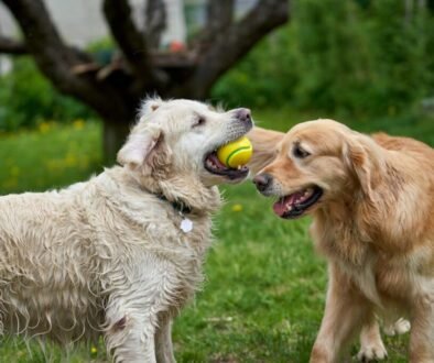 10 Best Activities to Do With Your Golden Retriever