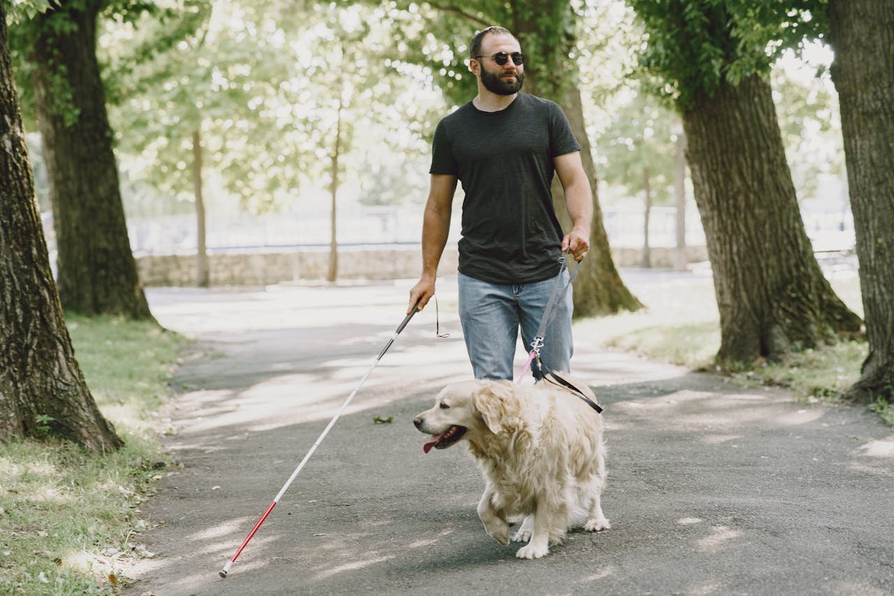 Golden Retrievers as Service Dogs Golden Retrievers as Service Dogs