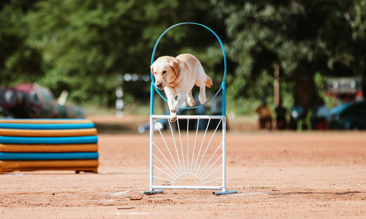 Golden Retriever Agility Courses Golden Retriever Agility Courses
