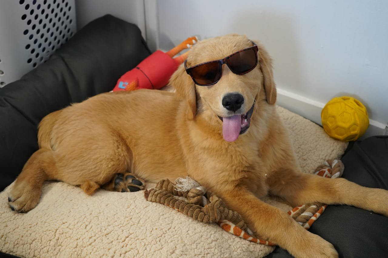 Golden Retriever DIY Games at Home Golden Retriever DIY Games at Home