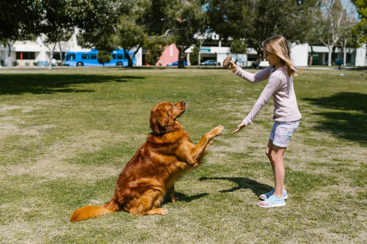 Advanced Training Tips for a Thriving Golden Retriever Advanced Training Tips for a Thriving Golden Retriever
