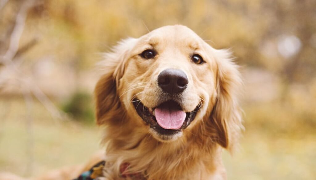 Why Do Golden Retrievers Smile
