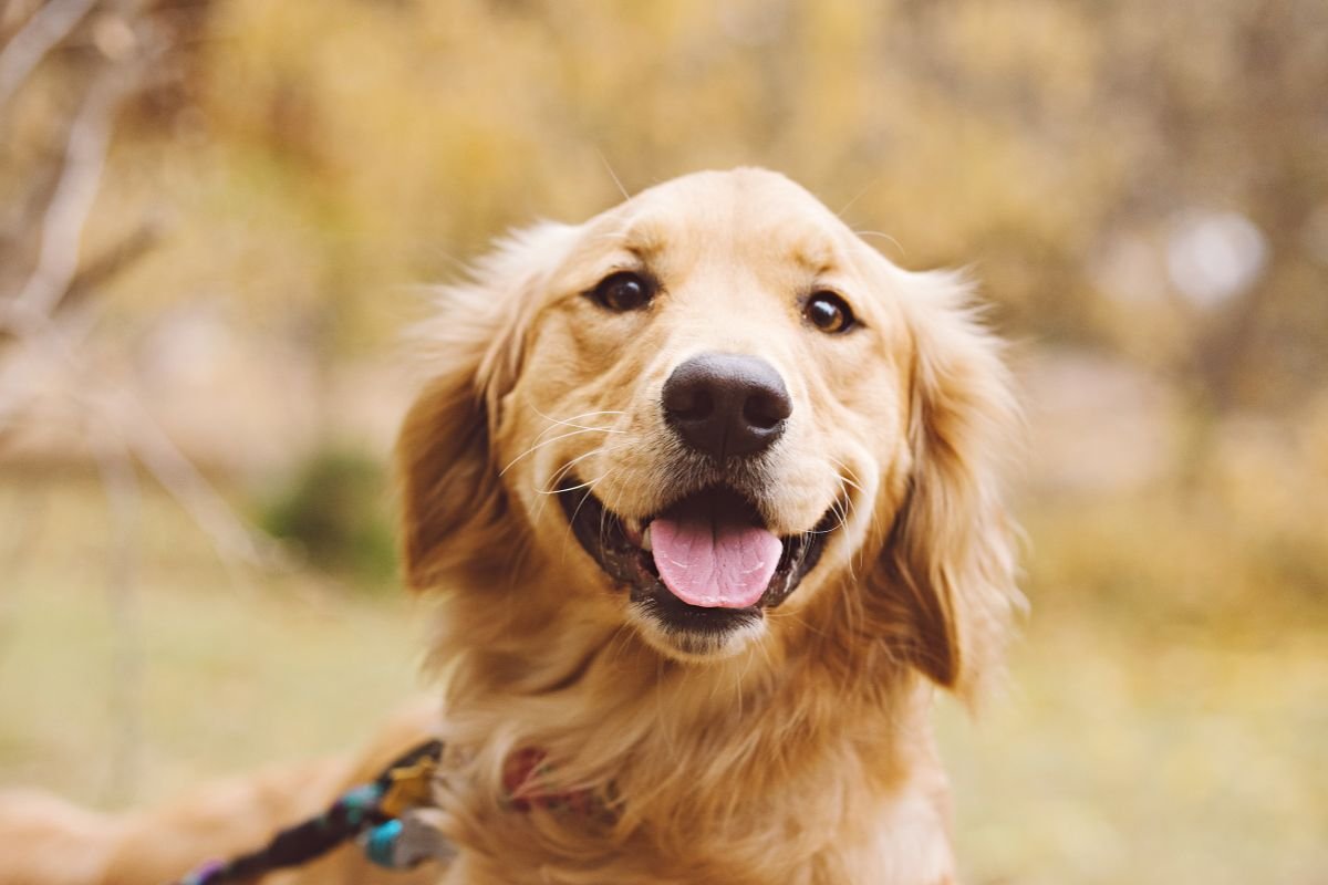 Why Do Golden Retrievers Smile Why Do Golden Retrievers Smile