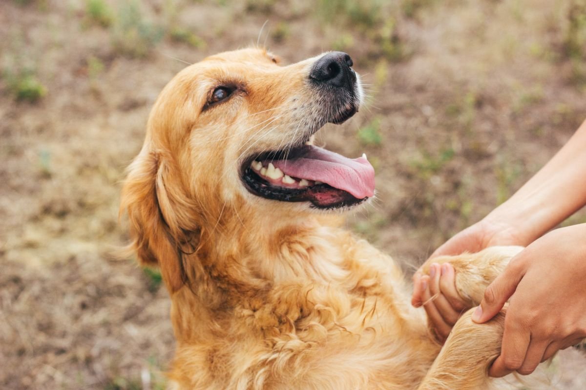 What Makes Golden Retrievers So Trainable What Makes Golden Retrievers So Trainable