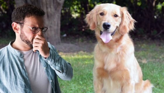 5 Common Reasons Your Golden Retriever Smells Fishy