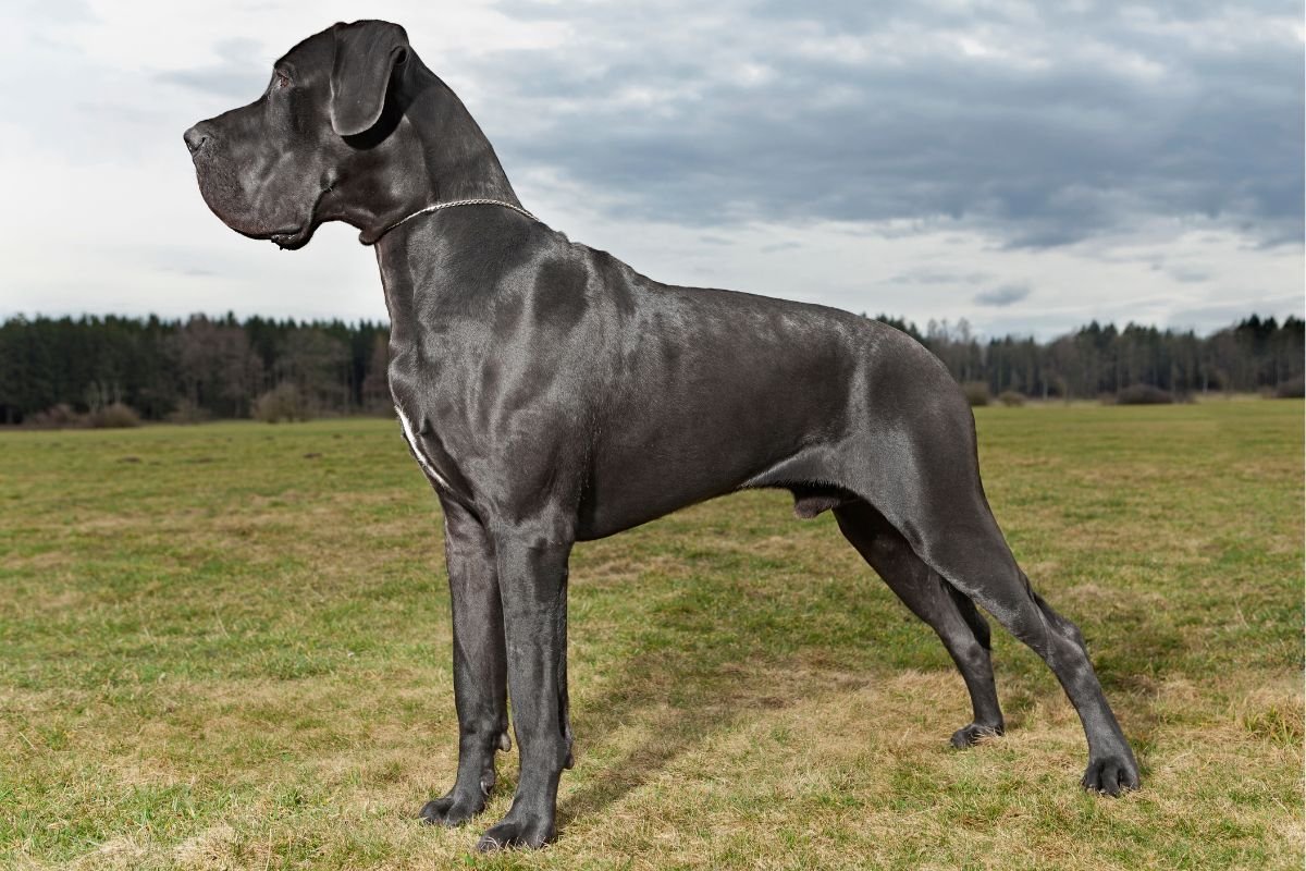 Great Dane Great Dane