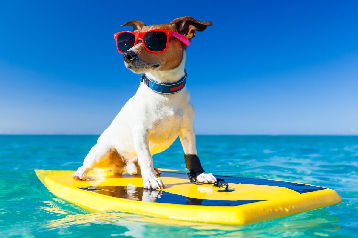 Capturing the Moment of your dog at the beach Capturing the Moment of your dog at the beach
