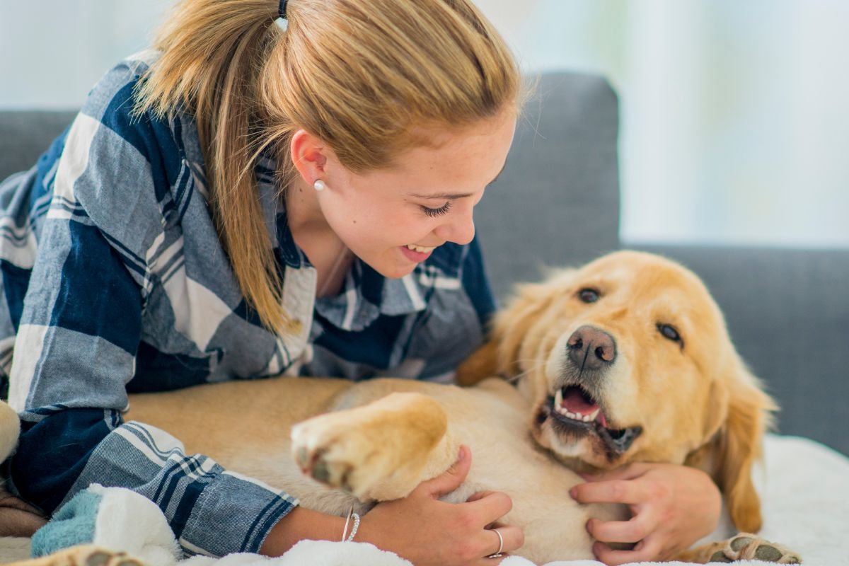 Petting under the chin and along the chest to a golden retriever Petting under the chin and along the chest to a golden retriever