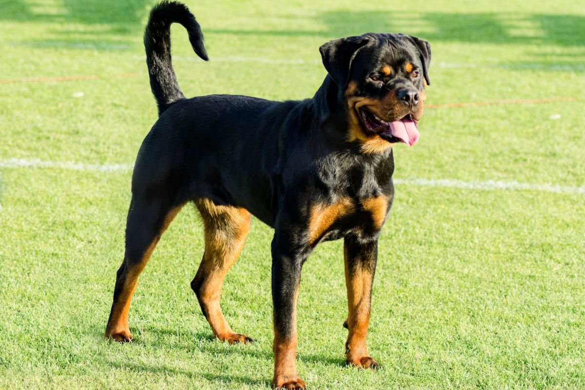Rottweiler