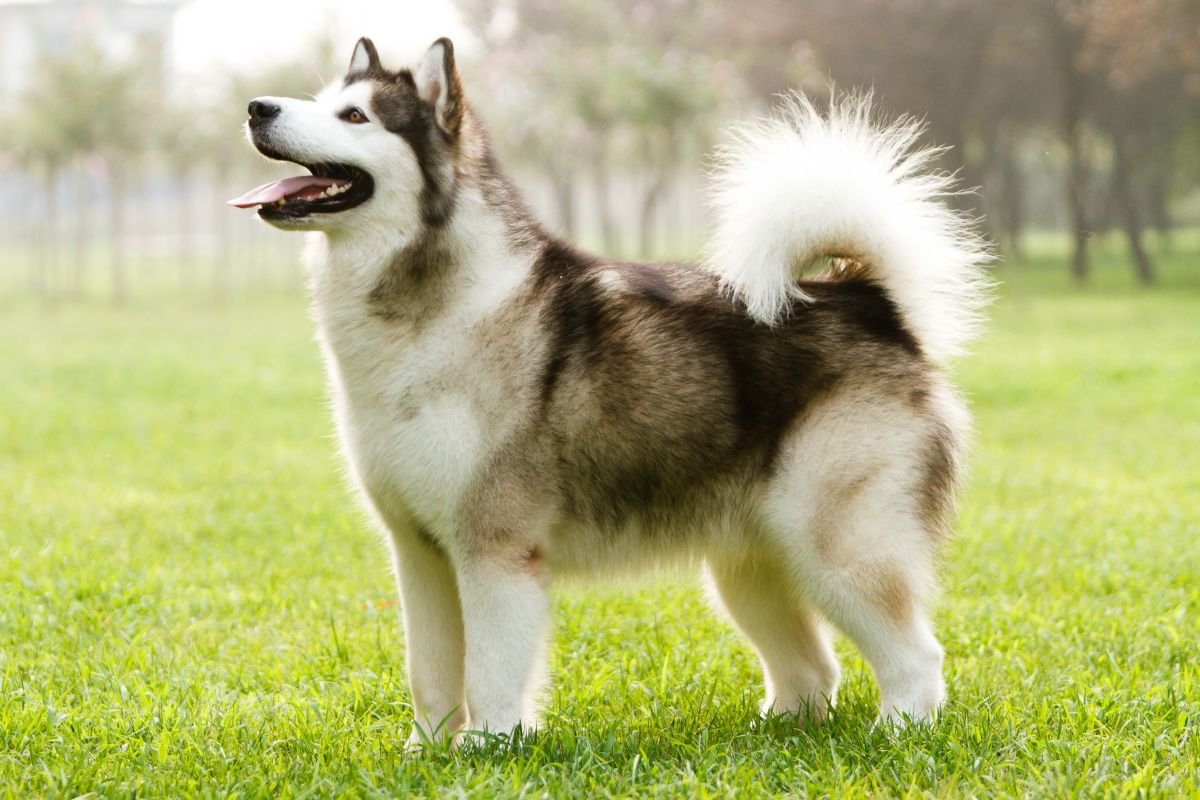 Alaskan Malamute