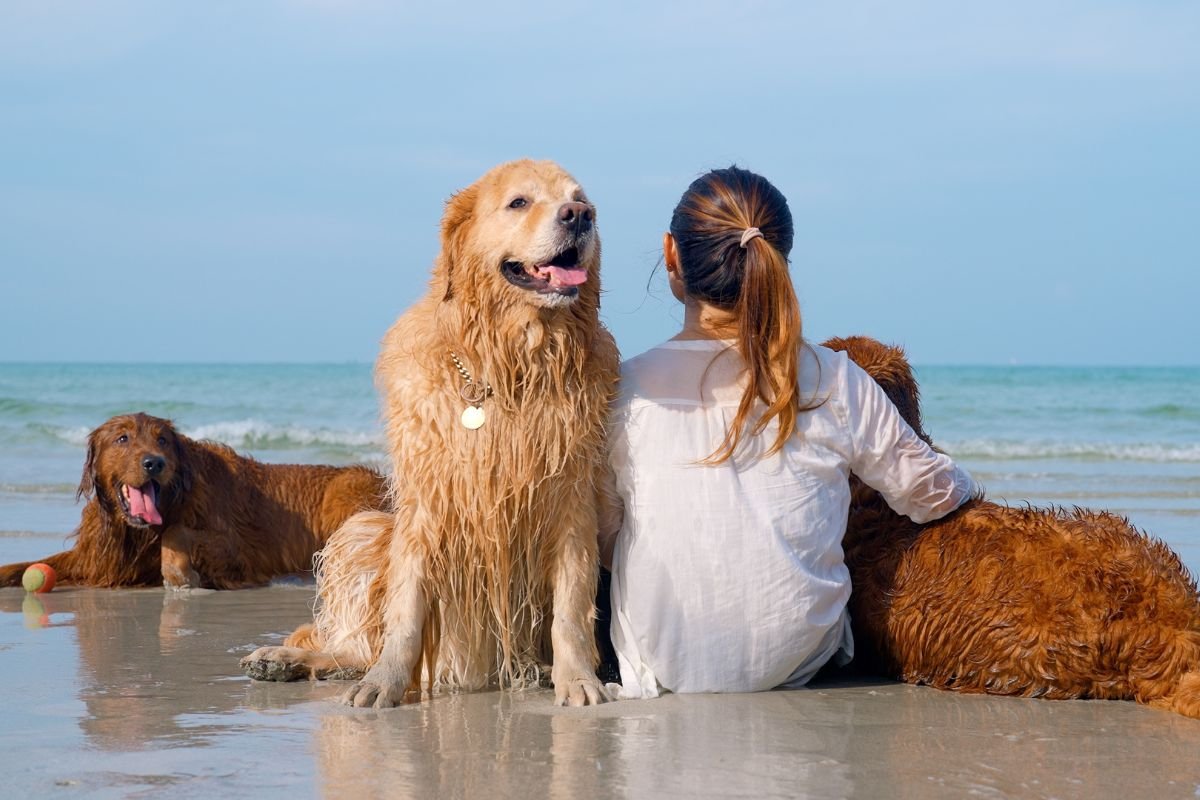 Dogs at the beach Dogs at the beach