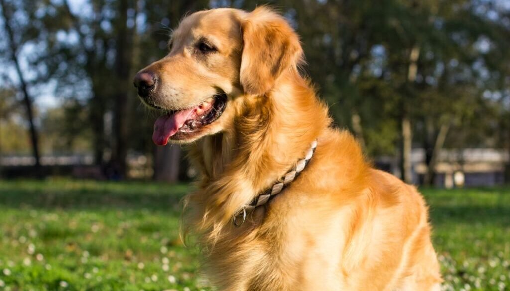 Common Health Problems in Golden Retrievers